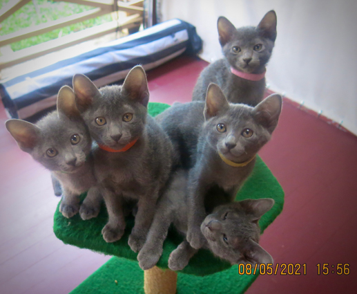 Kittens at 9 weeks